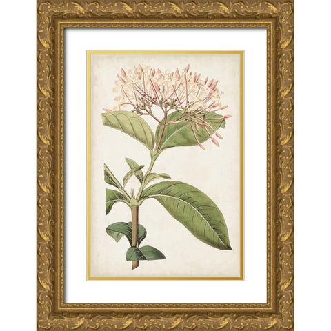 Antique Botanical Collection VI Gold Ornate Wood Framed Art Print with Double Matting by Ridgeway