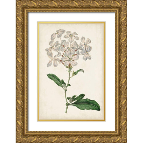 Antique Botanical Collection VIII Gold Ornate Wood Framed Art Print with Double Matting by Ridgeway