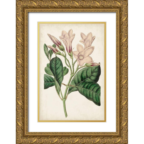 Antique Botanical Collection IX Gold Ornate Wood Framed Art Print with Double Matting by Ridgeway