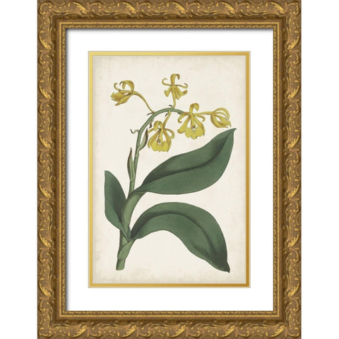 Antique Botanical Collection X Gold Ornate Wood Framed Art Print with Double Matting by Ridgeway