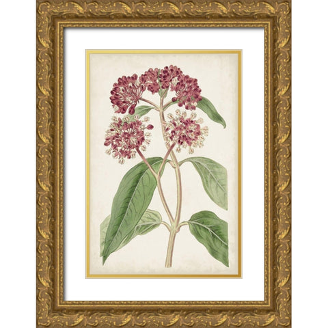 Antique Botanical Collection XI Gold Ornate Wood Framed Art Print with Double Matting by Ridgeway