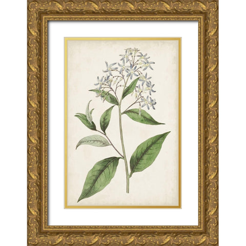 Antique Botanical Collection XII Gold Ornate Wood Framed Art Print with Double Matting by Ridgeway