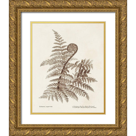 Sepia Fern Varieties I Gold Ornate Wood Framed Art Print with Double Matting by Unknown