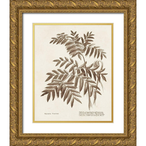 Sepia Fern Varieties II Gold Ornate Wood Framed Art Print with Double Matting by Unknown