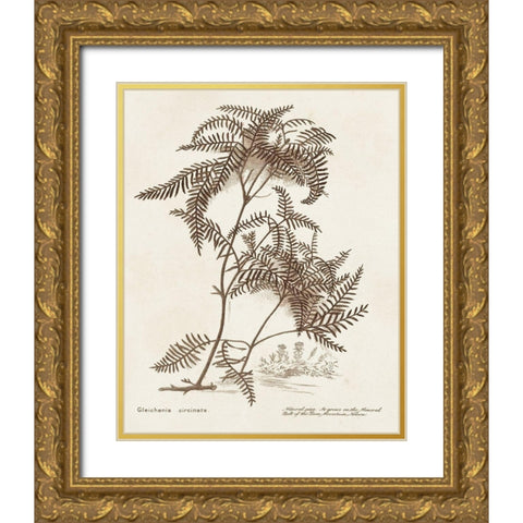 Sepia Fern Varieties III Gold Ornate Wood Framed Art Print with Double Matting by Unknown