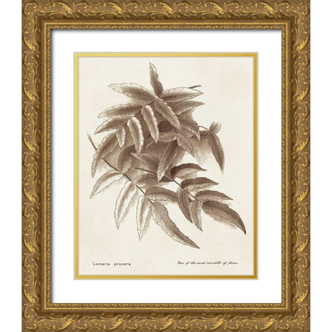Sepia Fern Varieties IV Gold Ornate Wood Framed Art Print with Double Matting by Unknown