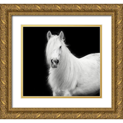 Equine Portrait V Gold Ornate Wood Framed Art Print with Double Matting by PHBurchett