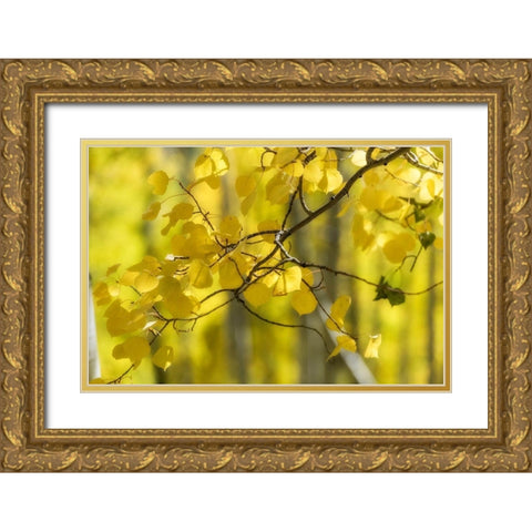Aspen Backlight Gold Ornate Wood Framed Art Print with Double Matting by Head, Danny