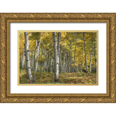 Aspen Grove II Gold Ornate Wood Framed Art Print with Double Matting by Head, Danny