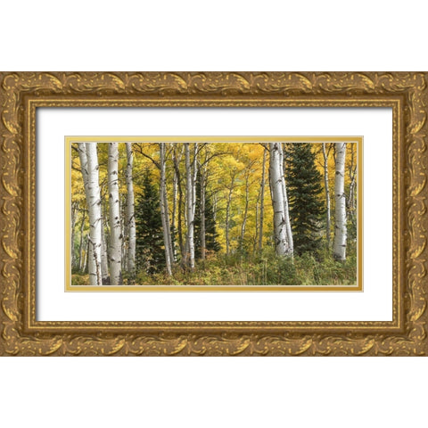 Aspen Panorama Gold Ornate Wood Framed Art Print with Double Matting by Head, Danny