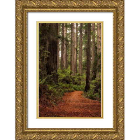 Forest Path II Gold Ornate Wood Framed Art Print with Double Matting by Head, Danny