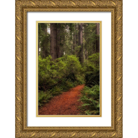 Forest Path III Gold Ornate Wood Framed Art Print with Double Matting by Head, Danny
