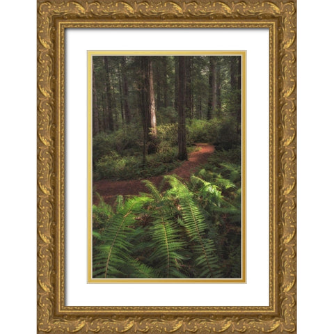 Fern Lined Path Gold Ornate Wood Framed Art Print with Double Matting by Head, Danny