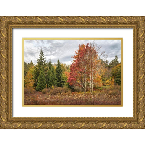 Woodland Variety Gold Ornate Wood Framed Art Print with Double Matting by Head, Danny