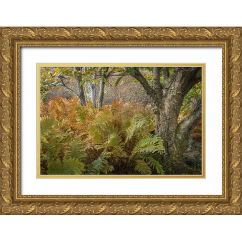 Autumn Ferns Gold Ornate Wood Framed Art Print with Double Matting by Head, Danny