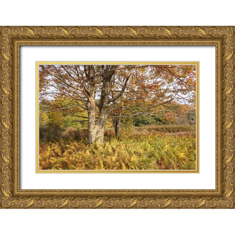 Maple and Ferns Gold Ornate Wood Framed Art Print with Double Matting by Head, Danny