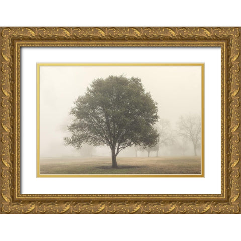 Trees in the Fog I Gold Ornate Wood Framed Art Print with Double Matting by Poinski, Dianne