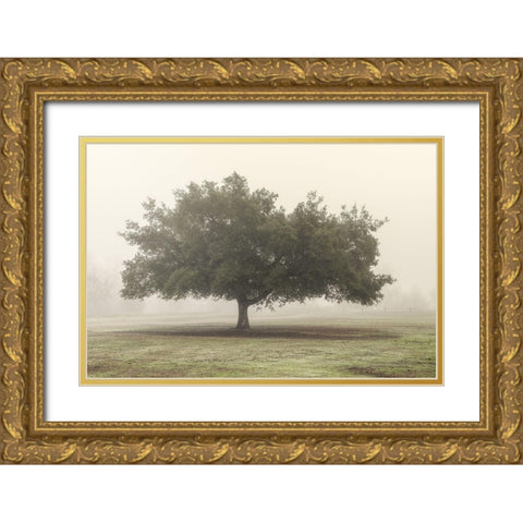 Trees in the Fog II Gold Ornate Wood Framed Art Print with Double Matting by Poinski, Dianne