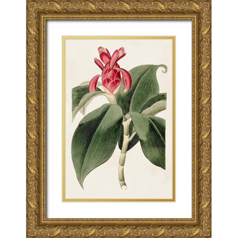 Flora of the Tropics I Gold Ornate Wood Framed Art Print with Double Matting by Unknown