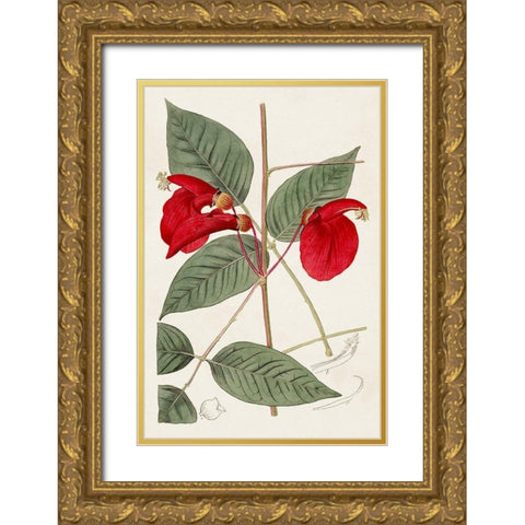 Flora of the Tropics II Gold Ornate Wood Framed Art Print with Double Matting by Unknown