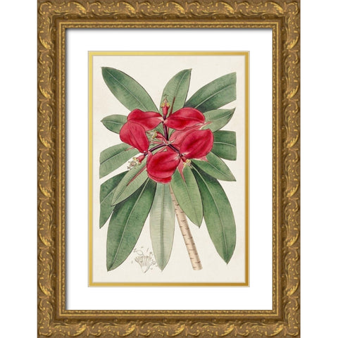 Flora of the Tropics III Gold Ornate Wood Framed Art Print with Double Matting by Unknown