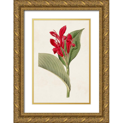 Flora of the Tropics IV Gold Ornate Wood Framed Art Print with Double Matting by Unknown