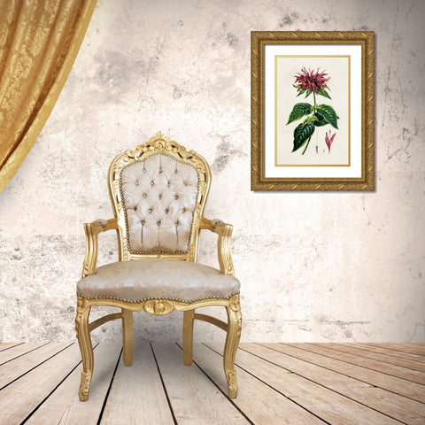 Antique Floral Folio I Gold Ornate Wood Framed Art Print with Double Matting by Bessa, Pancrace