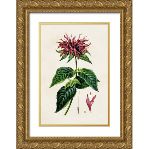Antique Floral Folio I Gold Ornate Wood Framed Art Print with Double Matting by Bessa, Pancrace