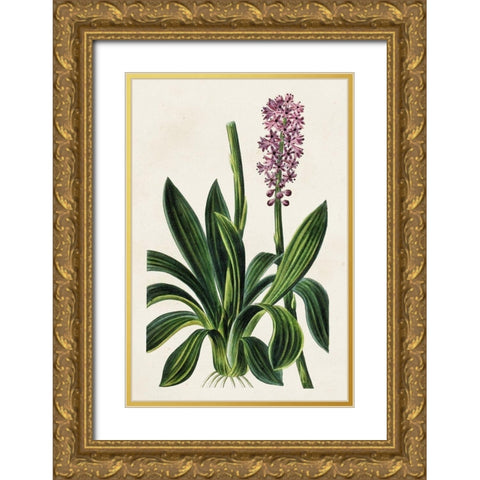 Antique Floral Folio II Gold Ornate Wood Framed Art Print with Double Matting by Bessa, Pancrace