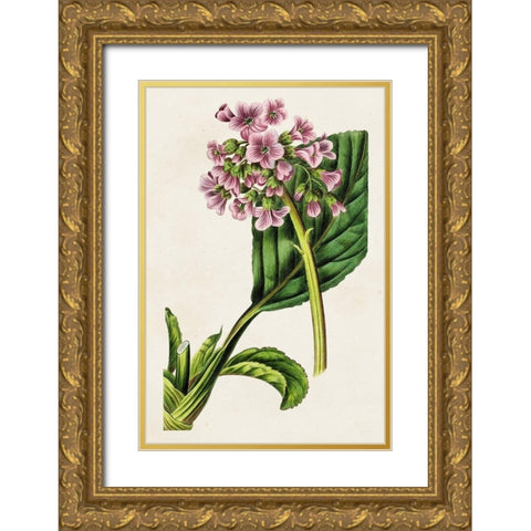 Antique Floral Folio III Gold Ornate Wood Framed Art Print with Double Matting by Bessa, Pancrace