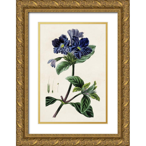 Antique Floral Folio IV Gold Ornate Wood Framed Art Print with Double Matting by Bessa, Pancrace