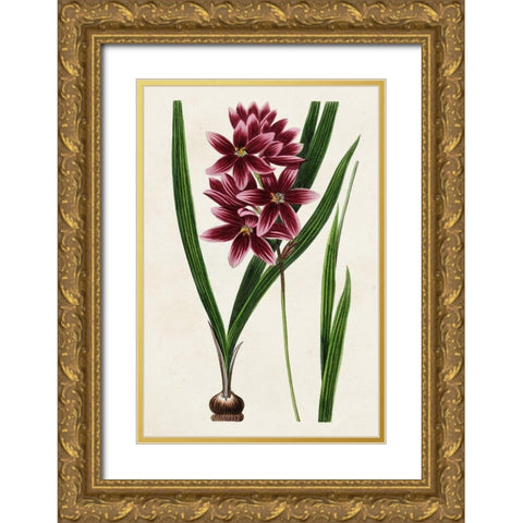 Antique Floral Folio V Gold Ornate Wood Framed Art Print with Double Matting by Bessa, Pancrace