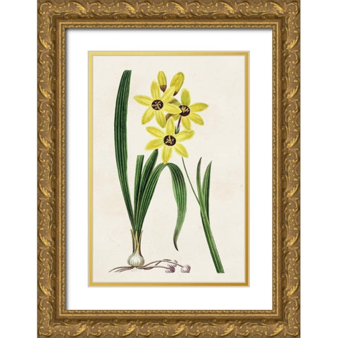 Antique Floral Folio VI Gold Ornate Wood Framed Art Print with Double Matting by Bessa, Pancrace