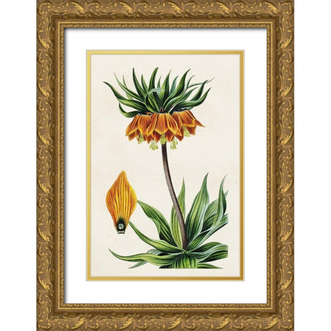 Antique Floral Folio VII Gold Ornate Wood Framed Art Print with Double Matting by Bessa, Pancrace