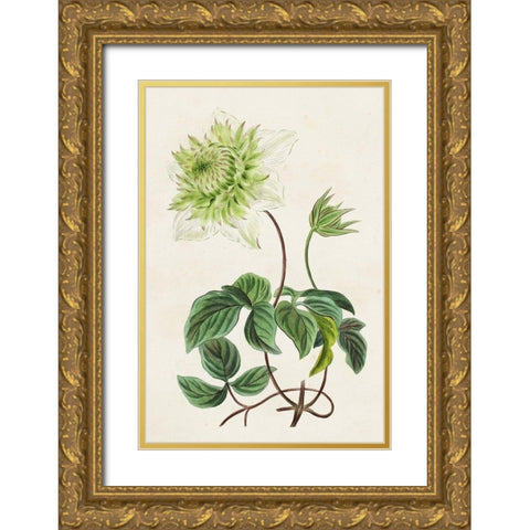 Antique Floral Folio VIII Gold Ornate Wood Framed Art Print with Double Matting by Bessa, Pancrace