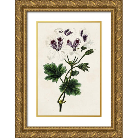 Antique Floral Folio IX Gold Ornate Wood Framed Art Print with Double Matting by Bessa, Pancrace