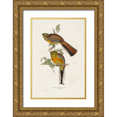 Elegant Trogons II Gold Ornate Wood Framed Art Print with Double Matting by Gould, John