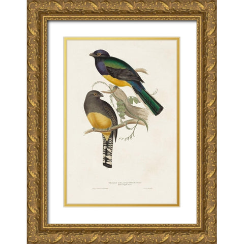 Elegant Trogons III Gold Ornate Wood Framed Art Print with Double Matting by Gould, John