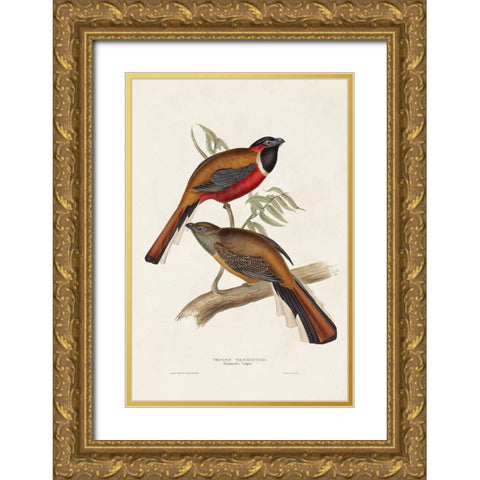 Elegant Trogons IV Gold Ornate Wood Framed Art Print with Double Matting by Gould, John