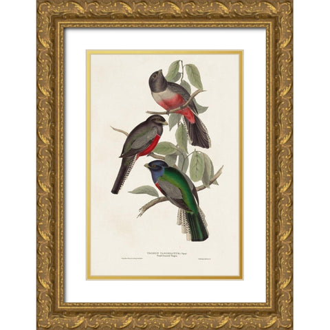 Elegant Trogons V Gold Ornate Wood Framed Art Print with Double Matting by Gould, John