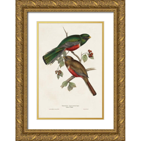 Elegant Trogons VI Gold Ornate Wood Framed Art Print with Double Matting by Gould, John
