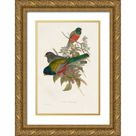 Elegant Trogons VII Gold Ornate Wood Framed Art Print with Double Matting by Gould, John