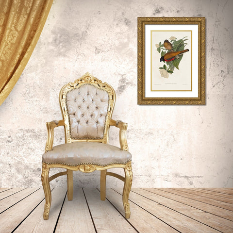 Elegant Trogons VIII Gold Ornate Wood Framed Art Print with Double Matting by Gould, John