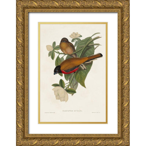Elegant Trogons VIII Gold Ornate Wood Framed Art Print with Double Matting by Gould, John