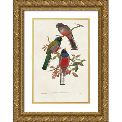 Elegant Trogons IX Gold Ornate Wood Framed Art Print with Double Matting by Gould, John
