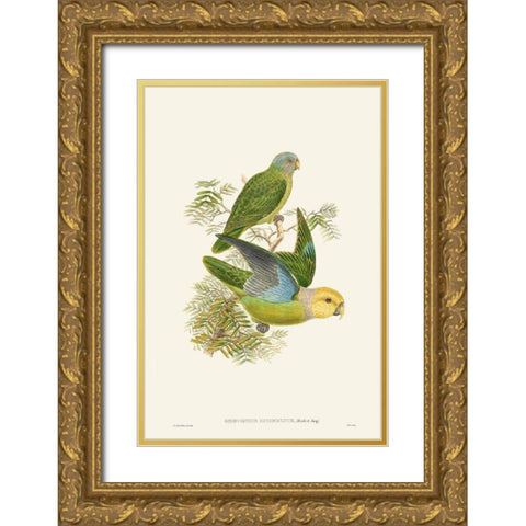 Lime And Cerulean Parrots I Gold Ornate Wood Framed Art Print with Double Matting by Gould, John