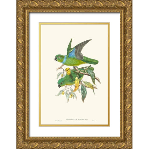 Lime And Cerulean Parrots II Gold Ornate Wood Framed Art Print with Double Matting by Gould, John