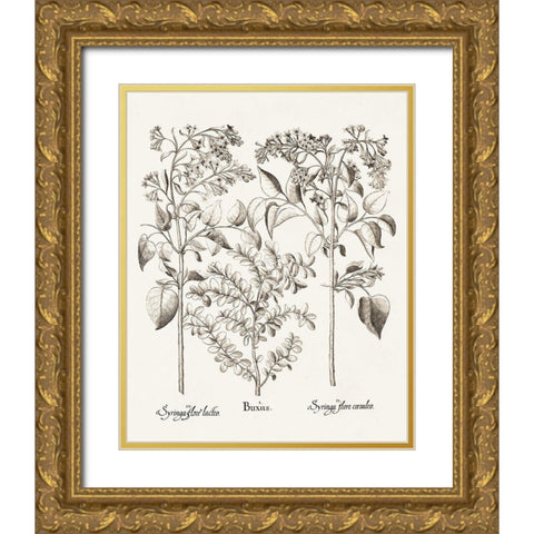 Sepia Besler Botanicals I Gold Ornate Wood Framed Art Print with Double Matting by Besler, Basilius