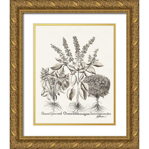 Sepia Besler Botanicals II Gold Ornate Wood Framed Art Print with Double Matting by Besler, Basilius