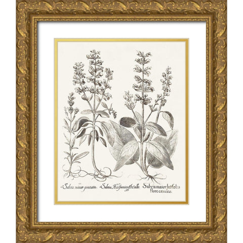 Sepia Besler Botanicals III Gold Ornate Wood Framed Art Print with Double Matting by Besler, Basilius